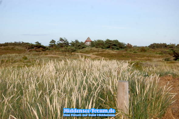 Heide im Juli