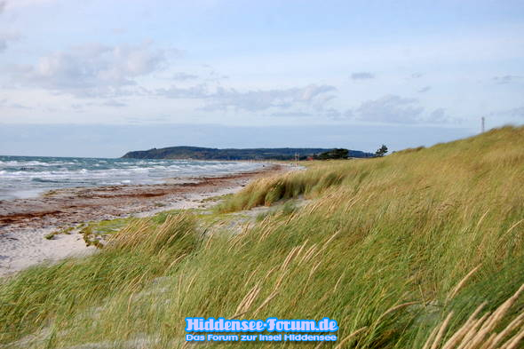 Heide im Juli