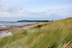 Heide im Juli