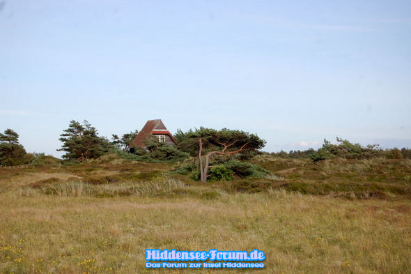 Heide im Juli