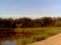 Schwan am Schwarzen Peter