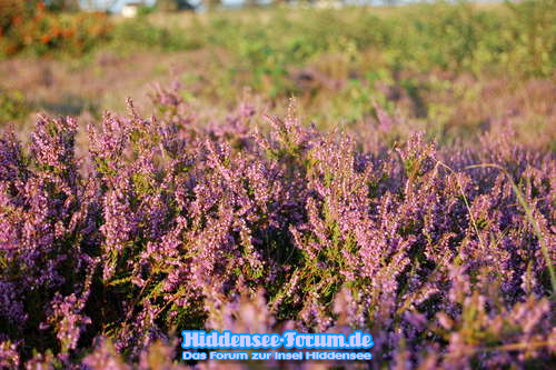 Heide 2009