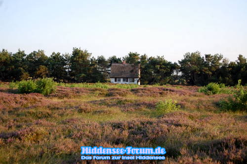 Heide 2009