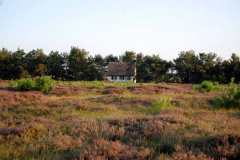 Heide 2009