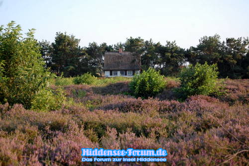 Heide 2009