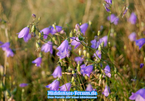 Glockenblumen in der NATUR