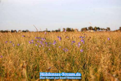 Glockenblumen in der NATUR