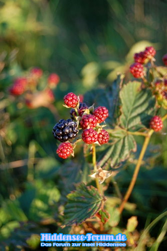 WER HAT HUNGER IN DER HEIDE