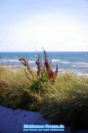 Strand im August