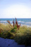 Strand im August