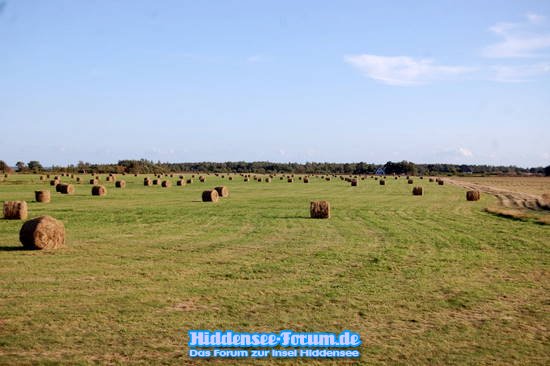 Heuballen wieder da