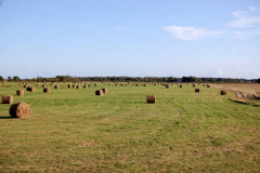 Heuballen wieder da