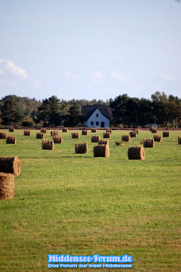 Heuballen wieder da
