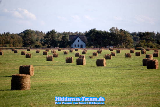 Heuballen wieder da