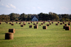 Heuballen wieder da