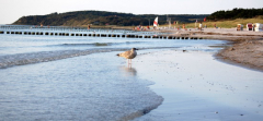 Vogel am Strand