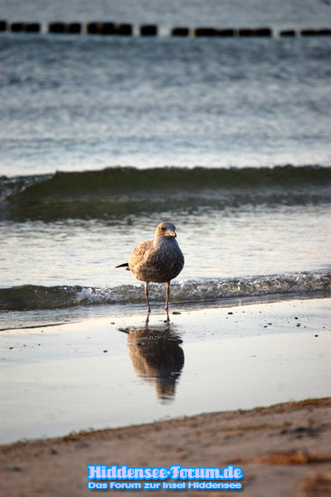 Vogel am Strand