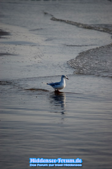 Vogel am Strand
