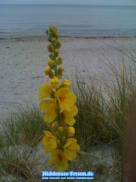 Königskerze am Strand