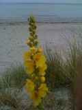 Königskerze am Strand