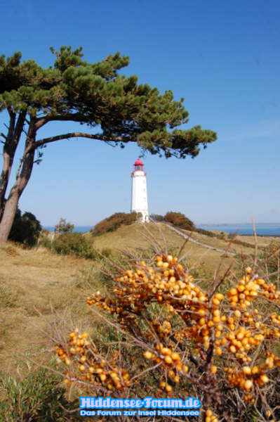 Leuchtturm mit Sanddorn