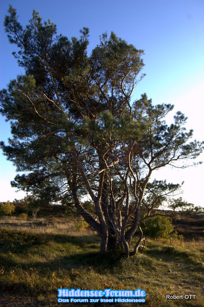 Ein Baum ganz allein.