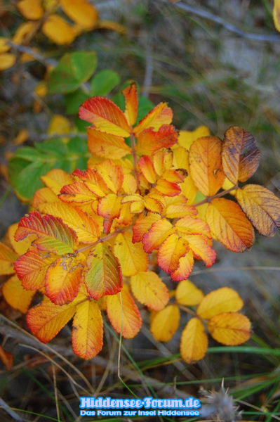Bunte Natur
