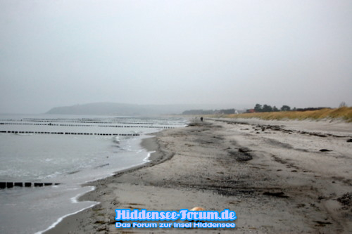 Hund am Strand