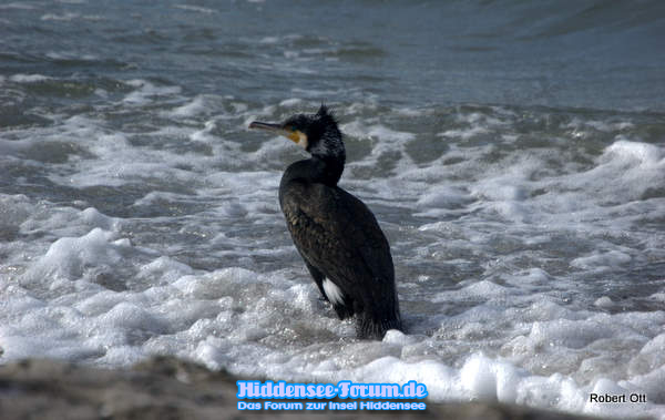 Vogel 7 März