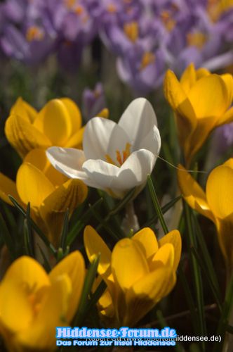 Frühling.Na endlich!!!!