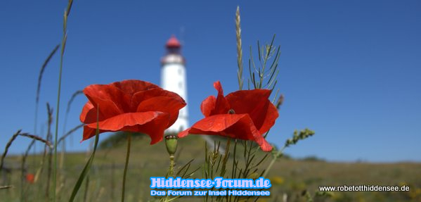 Mohn am Dornbusch