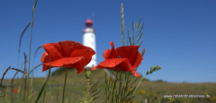 Mohn am Dornbusch