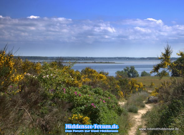 Ginsterlandschaft 2010