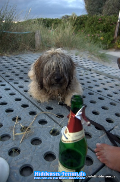 ein Hund Namens Biene machte beim Banketreffen mit