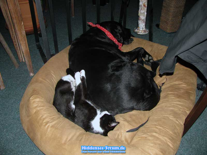 Hund und Katze in der Fischerklause