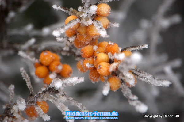 Wintermärchen 8 Dezember 2010