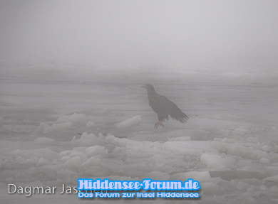 Seeadler im Nebel....