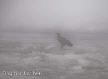 Seeadler im Nebel....