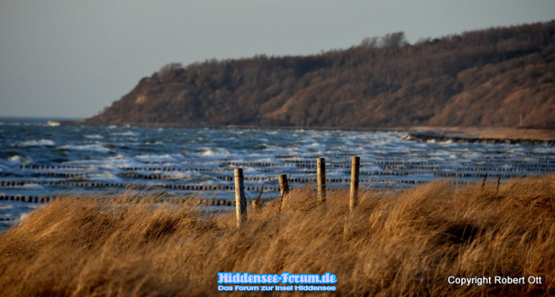 Strandgras im März