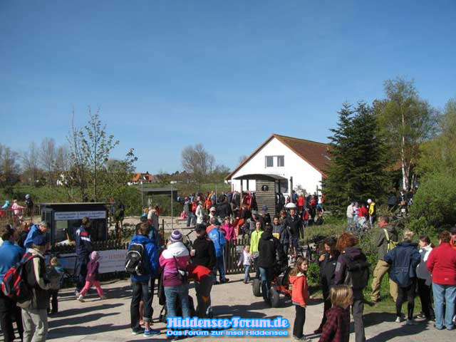 15. Hiddenseelauf 2011 - Bild 7