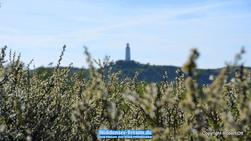 Hiddensee blüht auf