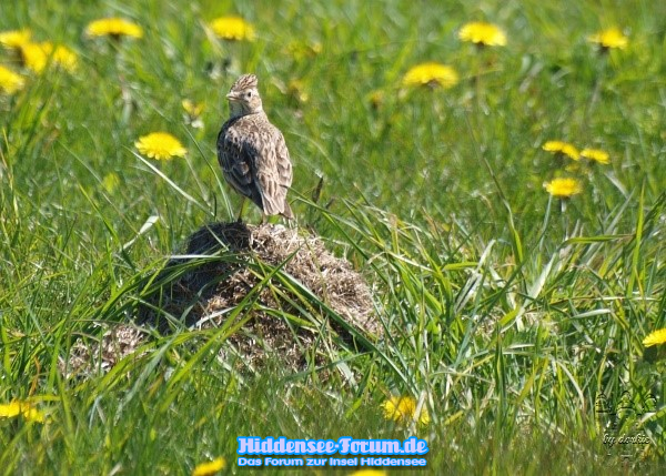 Lerche in der Wiese