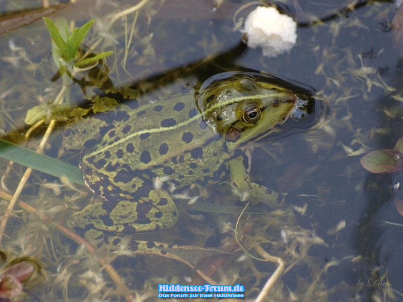 Frosch
