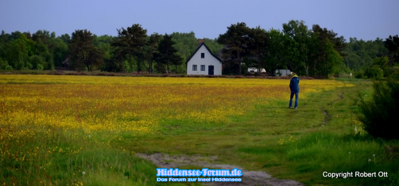 Wiese im Mai