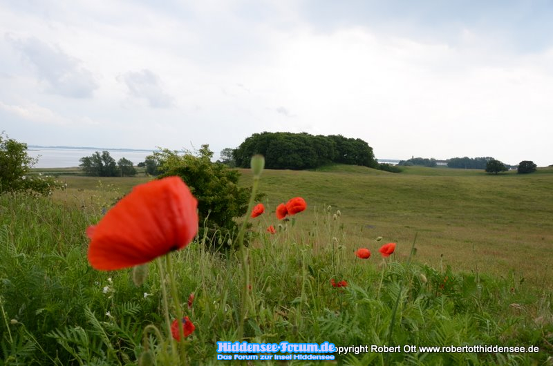 Mohnbild