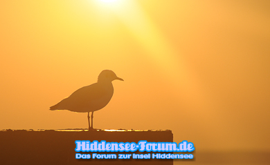 Morgens am Bodden....