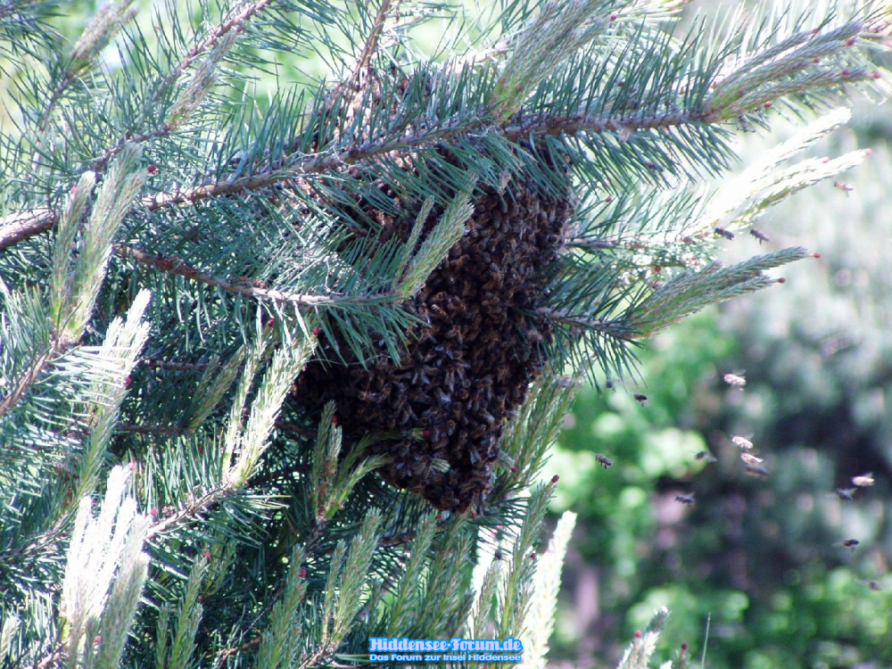 Krönung der Bienenkönigin