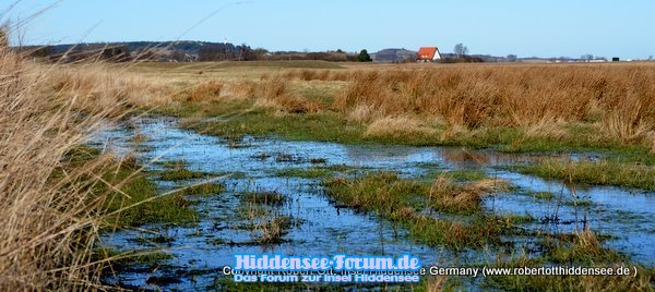 Salzwiese