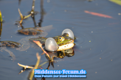 Dicke "Backen"