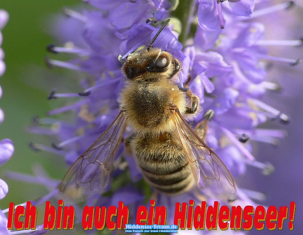 Auf Hiddensee ist der Nektar besonders gut!